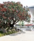 Tree_1.jpg